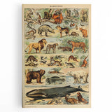 Vintage Animal Art: Retro Mammal Illustration Wall Print