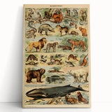 Vintage Animal Art: Retro Mammal Illustration Wall Print