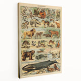 Vintage Animal Art: Retro Mammal Illustration Wall Print