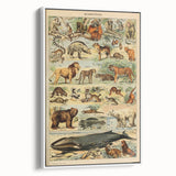 Vintage Animal Art: Retro Mammal Illustration Wall Print