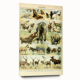 Vintage Animal Art: Retro Wildlife Mammal Illustration Print