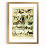 Vintage Animal Art: Retro Wildlife Mammal Illustration Print