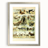 Vintage Animal Art: Retro Wildlife Mammal Illustration Print
