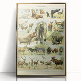 Vintage Animal Art: Retro Wildlife Mammal Illustration Print