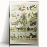 Vintage Animal Art: Retro Wildlife Mammal Illustration Print