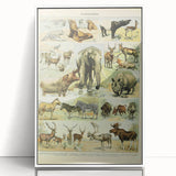 Vintage Animal Art: Retro Wildlife Mammal Illustration Print