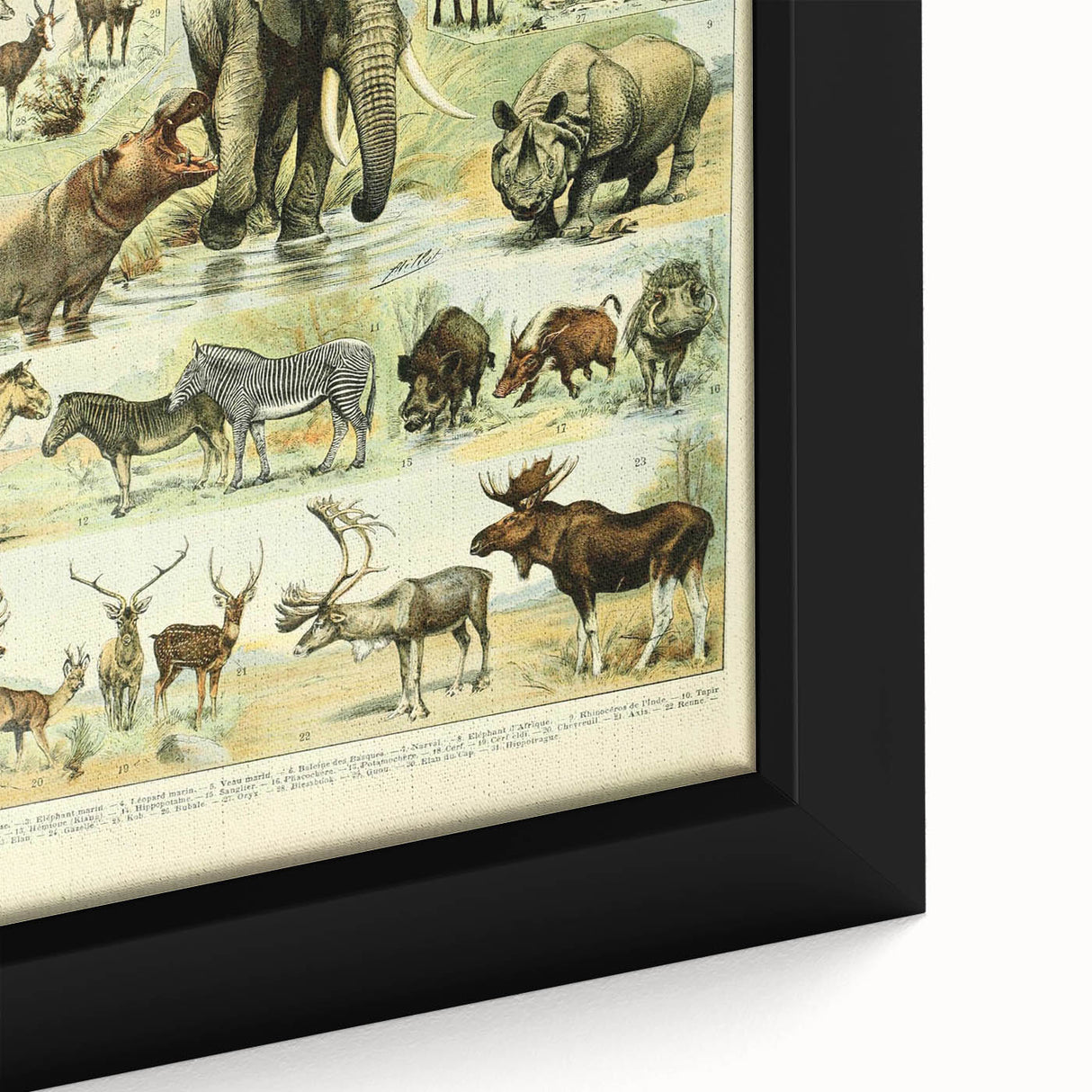 Vintage Animal Art: Retro Wildlife Mammal Illustration Print
