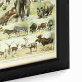 Vintage Animal Art: Retro Wildlife Mammal Illustration Print