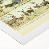 Vintage Animal Art: Retro Wildlife Mammal Illustration Print