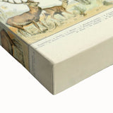 Vintage Animal Art: Retro Wildlife Mammal Illustration Print