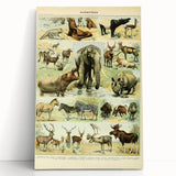 Vintage Animal Art: Retro Wildlife Mammal Illustration Print
