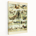 Vintage Animal Art: Retro Wildlife Mammal Illustration Print