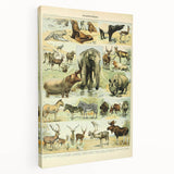 Vintage Animal Art: Retro Wildlife Mammal Illustration Print