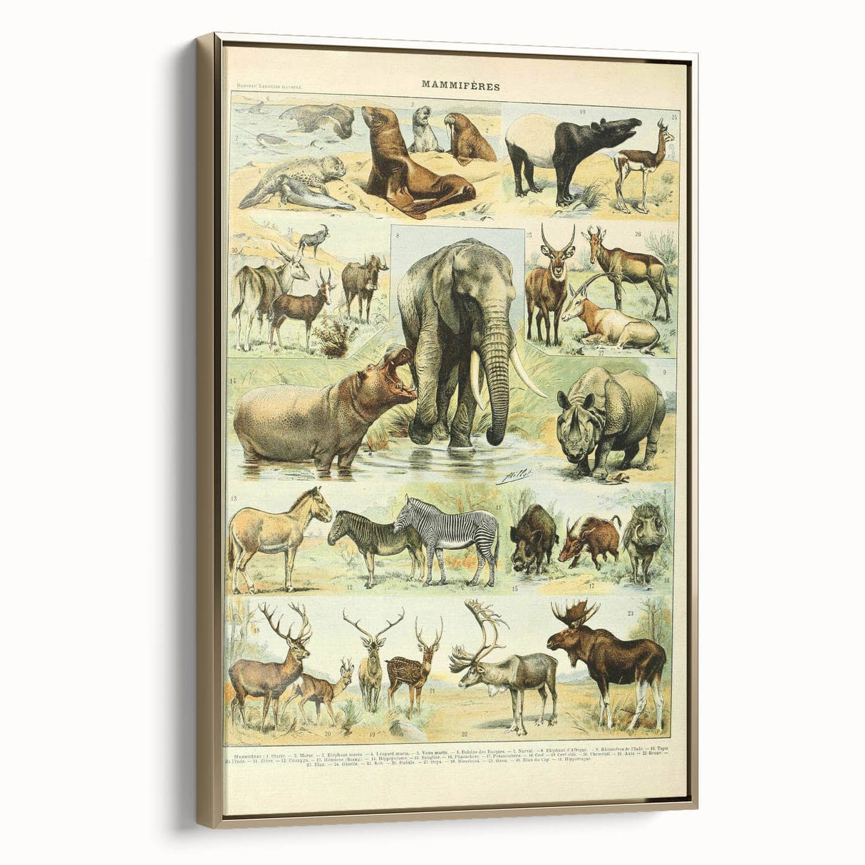 Vintage Animal Art: Retro Wildlife Mammal Illustration Print