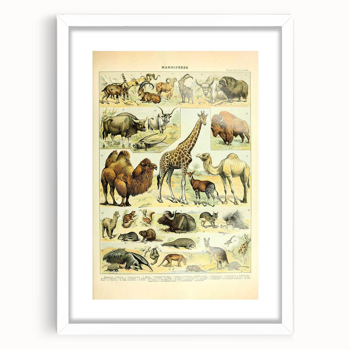Vintage Animal Art: Retro Giraffe & Wildlife Illustration Print