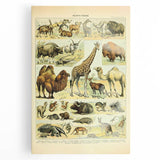 Vintage Animal Art: Retro Giraffe & Wildlife Illustration Print