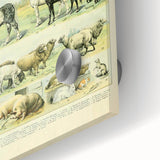 Vintage Animal Art: Retro Farm & Domestic Mammals Illustration