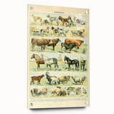 Vintage Animal Art: Retro Farm & Domestic Mammals Illustration