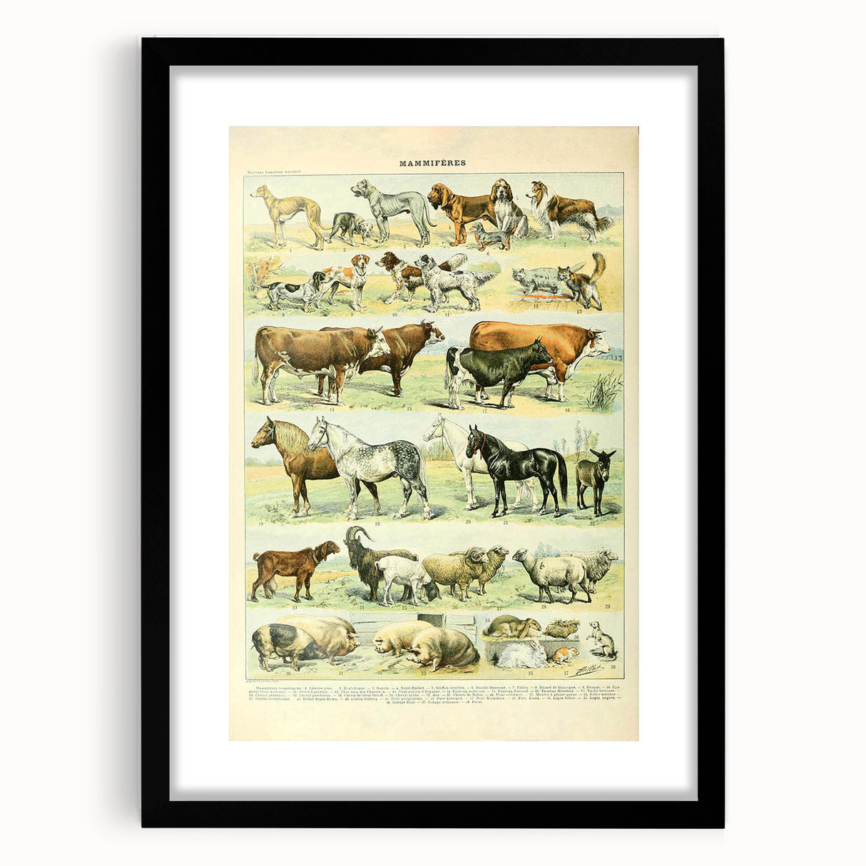 Vintage Animal Art: Retro Farm & Domestic Mammals Illustration