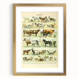 Vintage Animal Art: Retro Farm & Domestic Mammals Illustration