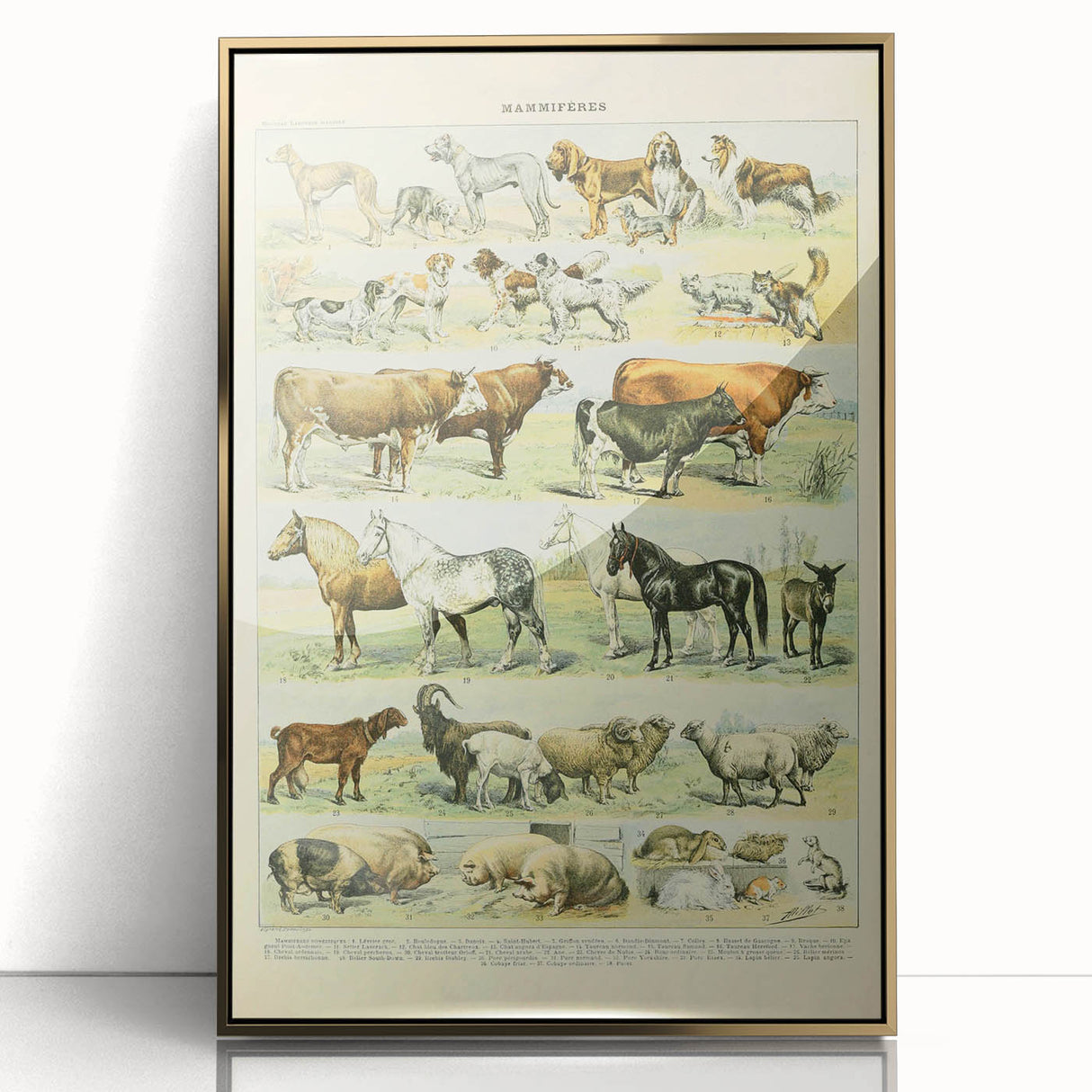 Vintage Animal Art: Retro Farm & Domestic Mammals Illustration