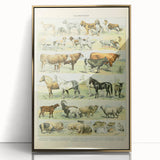 Vintage Animal Art: Retro Farm & Domestic Mammals Illustration