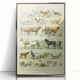 Vintage Animal Art: Retro Farm & Domestic Mammals Illustration