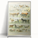 Vintage Animal Art: Retro Farm & Domestic Mammals Illustration