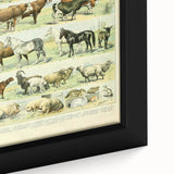 Vintage Animal Art: Retro Farm & Domestic Mammals Illustration