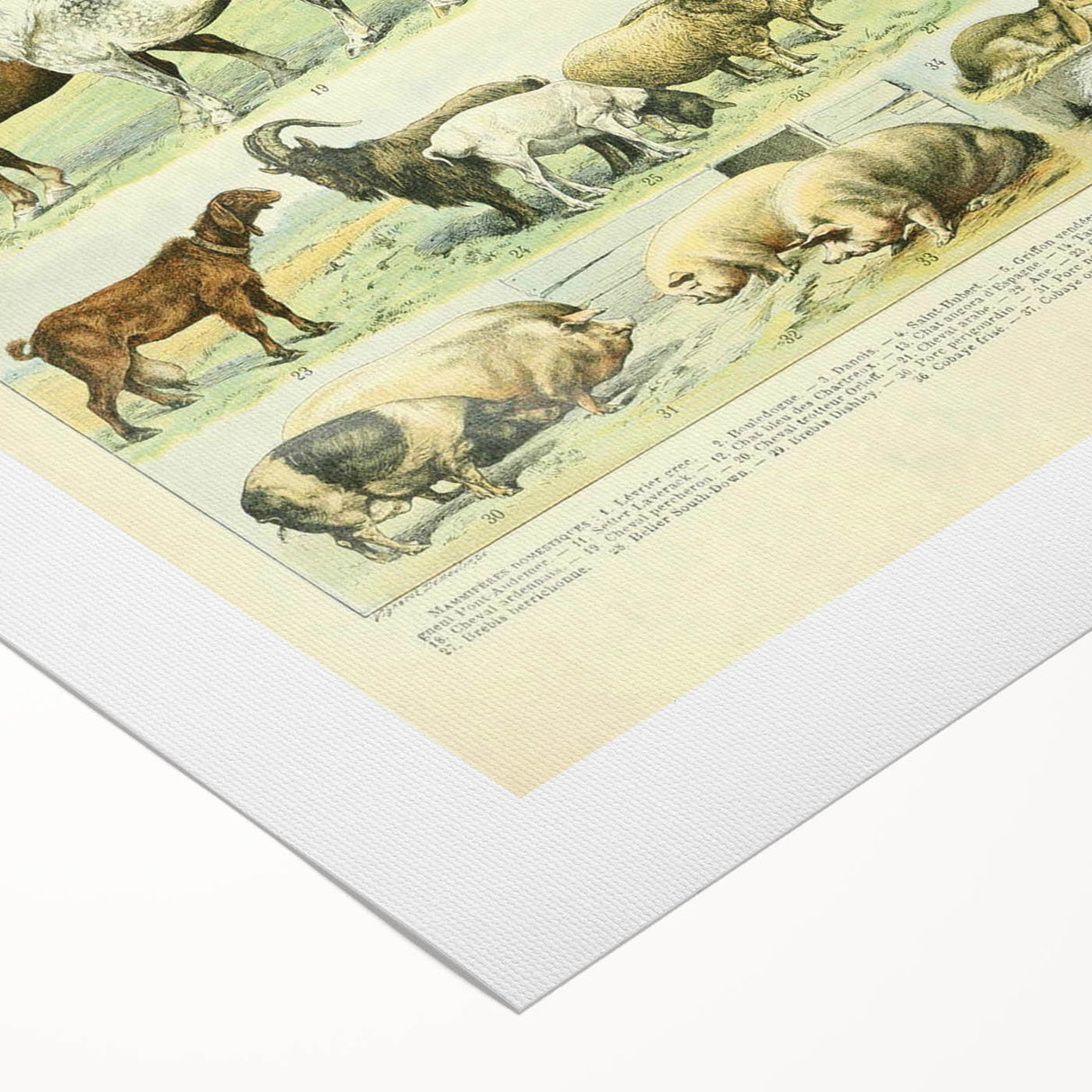 Vintage Animal Art: Retro Farm & Domestic Mammals Illustration