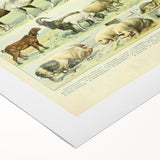 Vintage Animal Art: Retro Farm & Domestic Mammals Illustration