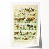 Vintage Animal Art: Retro Farm & Domestic Mammals Illustration