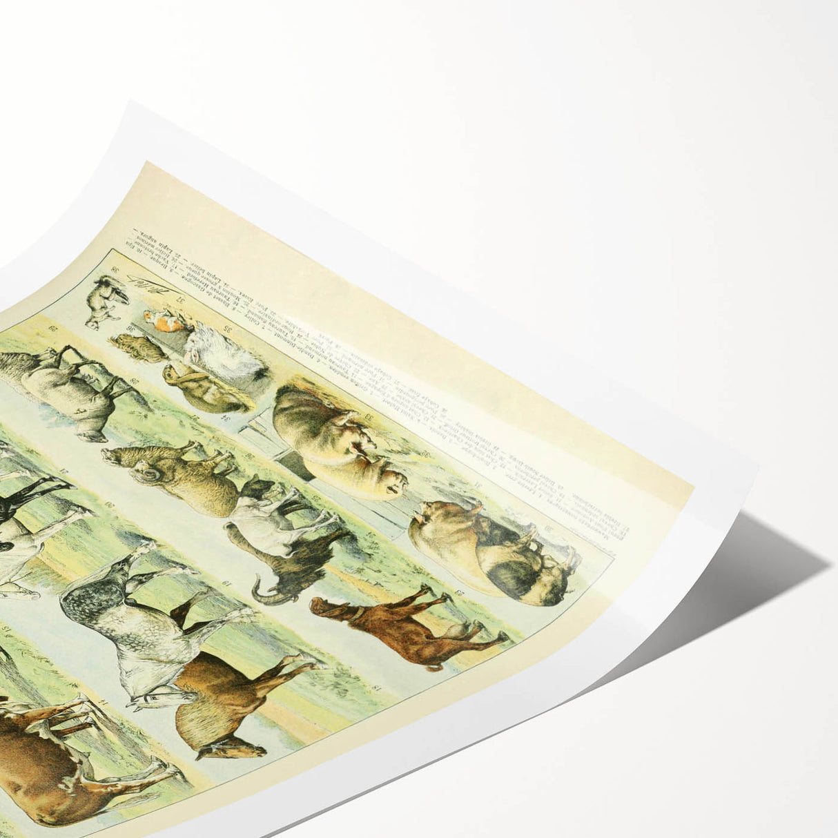 Vintage Animal Art: Retro Farm & Domestic Mammals Illustration