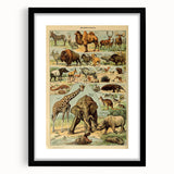 Vintage Animal Art: Retro Wildlife Mammals Illustration Print