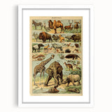 Vintage Animal Art: Retro Wildlife Mammals Illustration Print