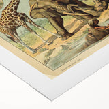 Vintage Animal Art: Retro Wildlife Mammals Illustration Print