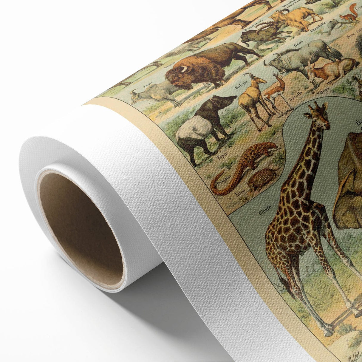 Vintage Animal Art: Retro Wildlife Mammals Illustration Print