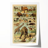 Vintage Animal Art: Retro Wildlife Mammals Illustration Print