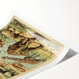 Vintage Animal Art: Retro Wildlife Mammals Illustration Print