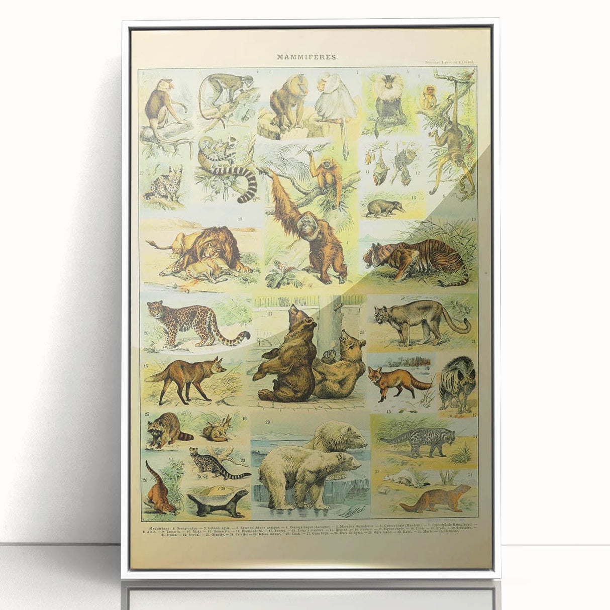 Vintage Animal Art: Retro Big Cats & Wildlife Illustration Print