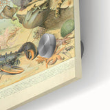 Vintage Animal Art: Retro Ocean Life & Marine Creatures Print