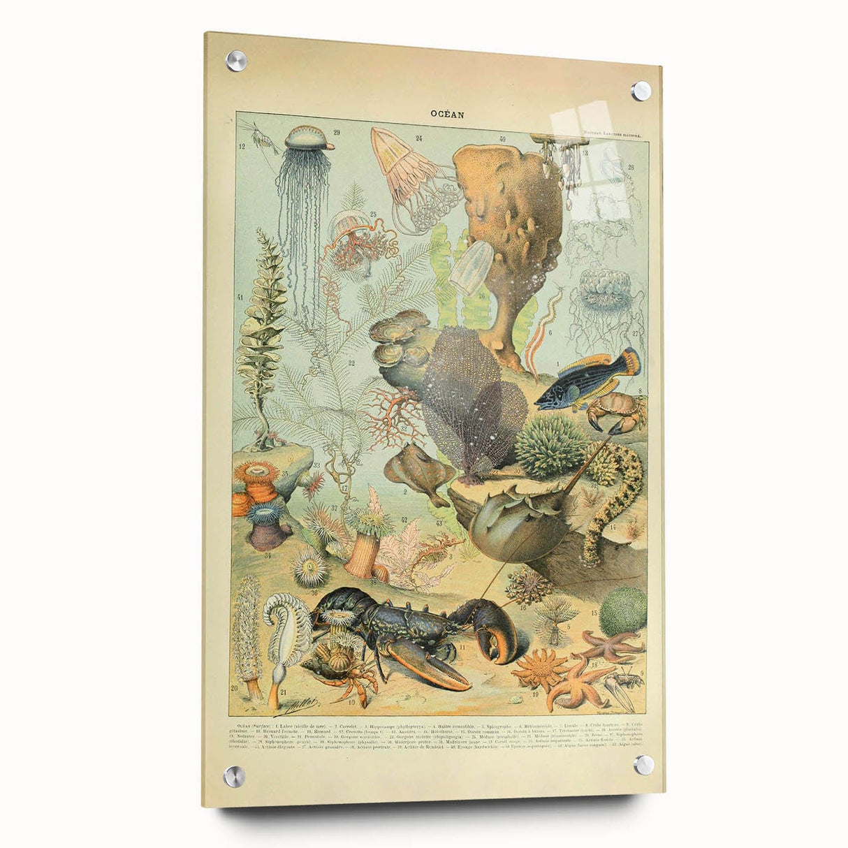 Vintage Animal Art: Retro Ocean Life & Marine Creatures Print