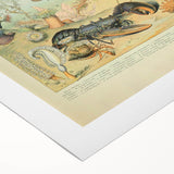Vintage Animal Art: Retro Ocean Life & Marine Creatures Print