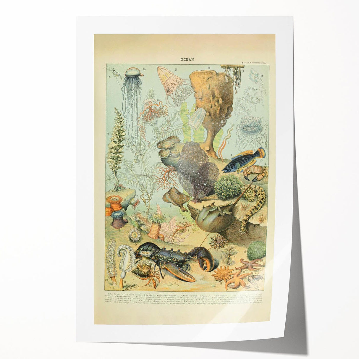 Vintage Animal Art: Retro Ocean Life & Marine Creatures Print