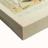 Vintage Animal Art: Retro Ocean Life & Marine Creatures Print