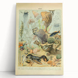 Vintage Animal Art: Retro Ocean Life & Marine Creatures Print