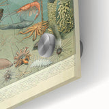 Vintage Animal Art: Deep-Sea Creatures & Ocean Life Illustration