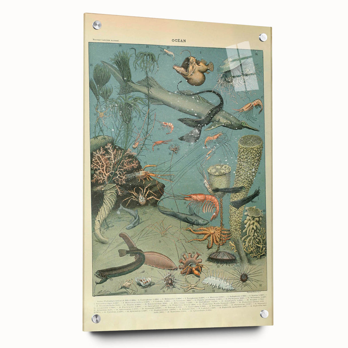 Vintage Animal Art: Deep-Sea Creatures & Ocean Life Illustration