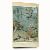 Vintage Animal Art: Deep-Sea Creatures & Ocean Life Illustration