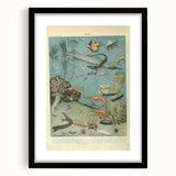 Vintage Animal Art: Deep-Sea Creatures & Ocean Life Illustration